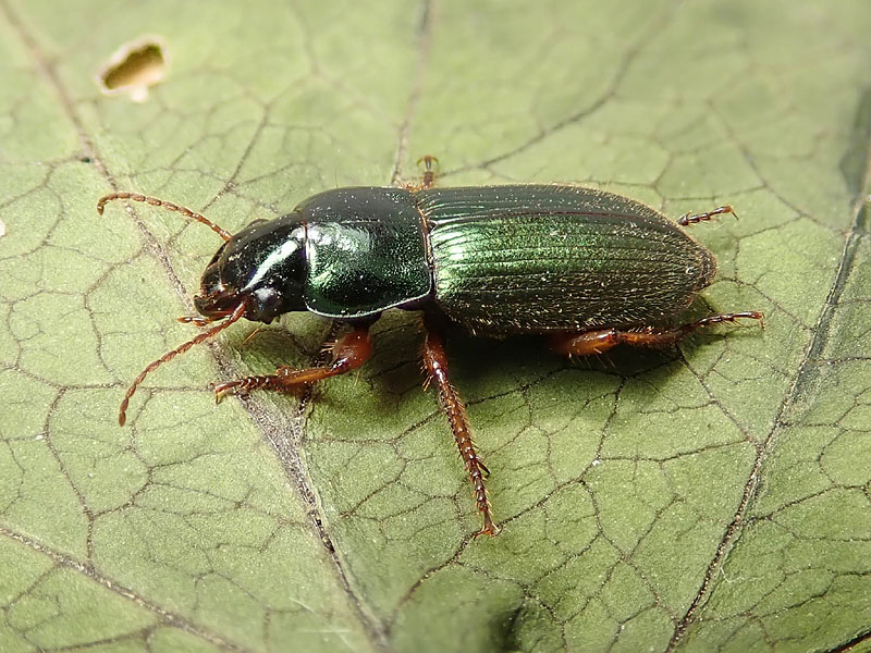 Carabidae: Harpalus distinguendus?     No, Harpalus affinis